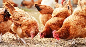 4 stages present poultry raising project success