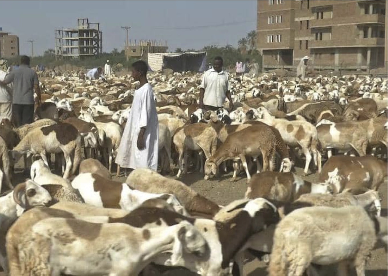 وزارة البيئة والزراعة والمياه تُعلن عن موعد بدء تطبيق بيع المواشي الحية